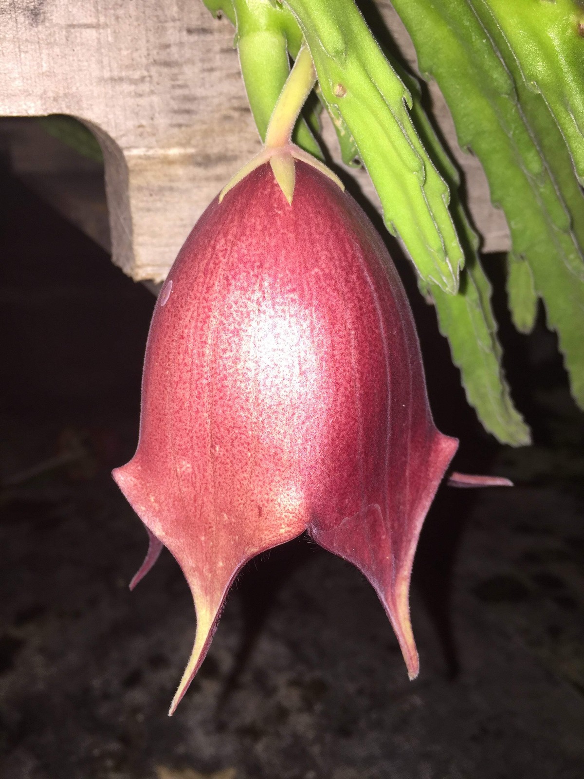 Stapelia Leendertziae 3.5 Inch Potted Plant WELL ROOTED Starfish Cactus