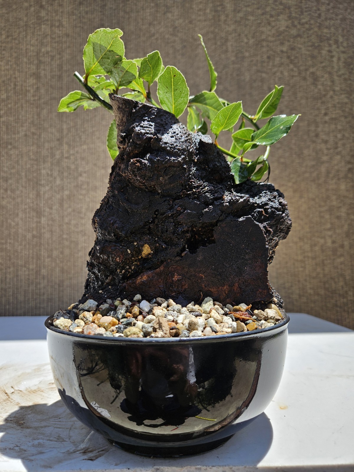 Old Sweet Bay Leaf ( Bay Laurel ) Bonsai Tree,,, SALE