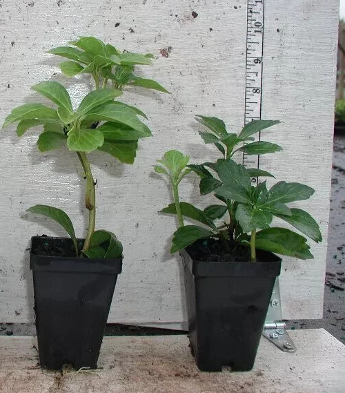 15 + Pachysandra cuttings Japanese Spurge Ground Cover Evergreen Perennial