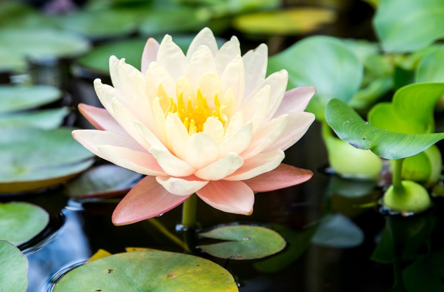 Lily Pads – Perennial Bare Root Live Garden Plant Outdoor