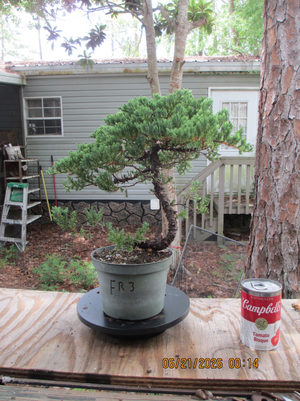 SPECIMEN BONSAI TREE JUNIPER PROCUMBENS NANA/FR3