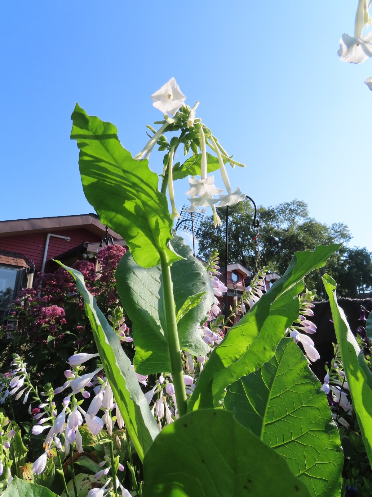 Nicotiana – Only The Lonely – Intoxicating Fragrance White Flowers -Organic Seed
