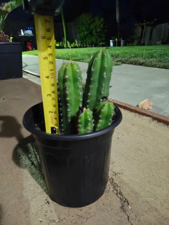 Echinopsis Cactus yearlings J. Giant x Nova 4 pack bundle 3-6 Inches