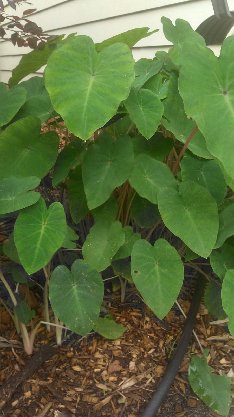 Colocasia (Red Stems)/Elephant Ears