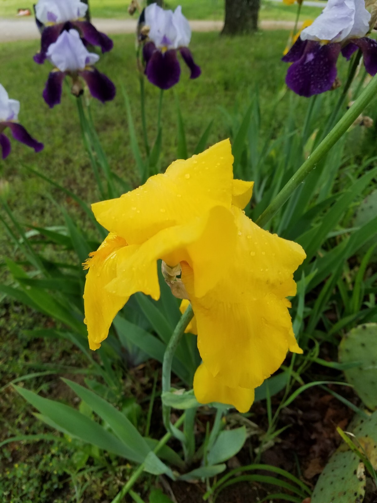 5x MIXED VARIETIES/COLORS BEARDED IRIS Bulbs/Rhizomes FRESH