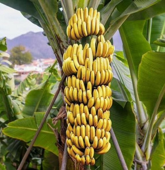 ~~DWARF CAVENDISH Banana Tree~~Live Musa Banana “STARTER” Plant-USA Seller-
