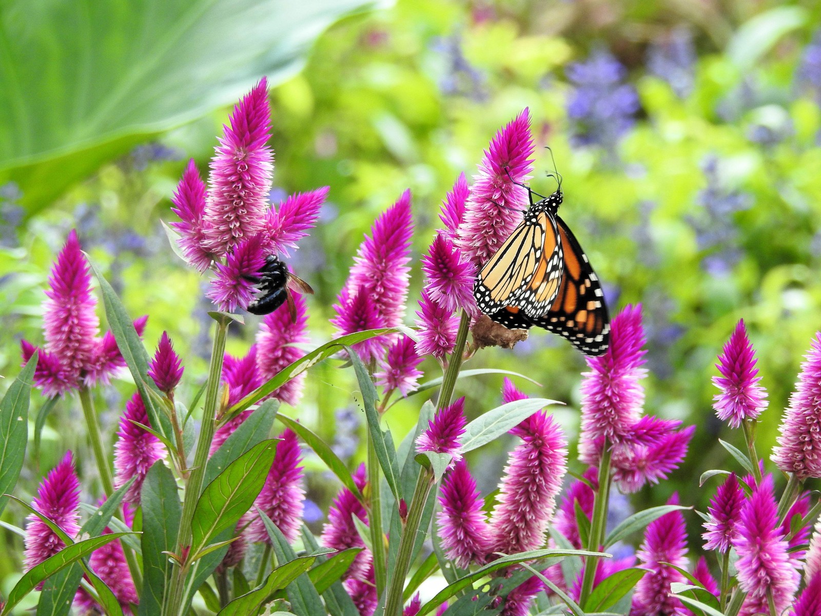100 FLAMINGO FEATHER Wheat CELOSIA Spicata Pink & White Flower Seeds