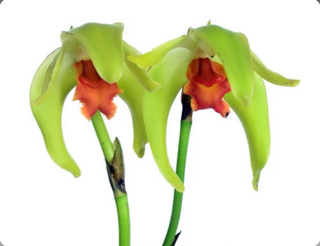 Lycaste cinnabarina Huge BS Green Orange Orchid Species Tall Flowers 5.5” Pot