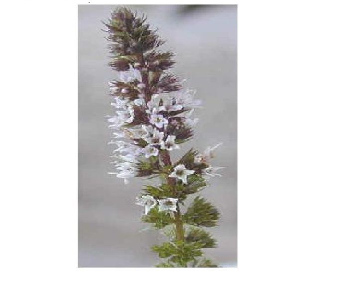 Mint Chocolate Scented Herb Plant 25 + Seeds Home Grown USA Seller