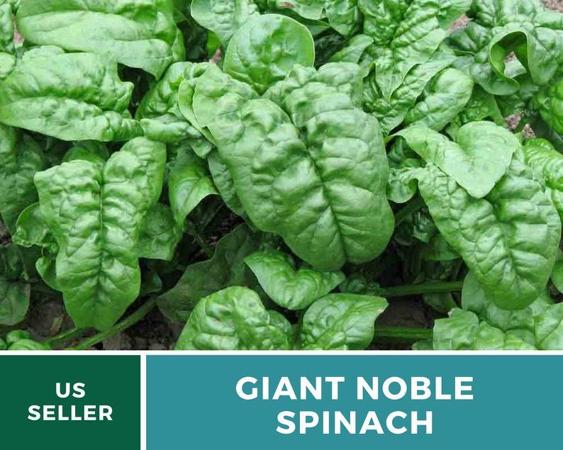 Spinach, Giant Noble – 150 Seeds – Grow all year – Heirloom – Non GMO