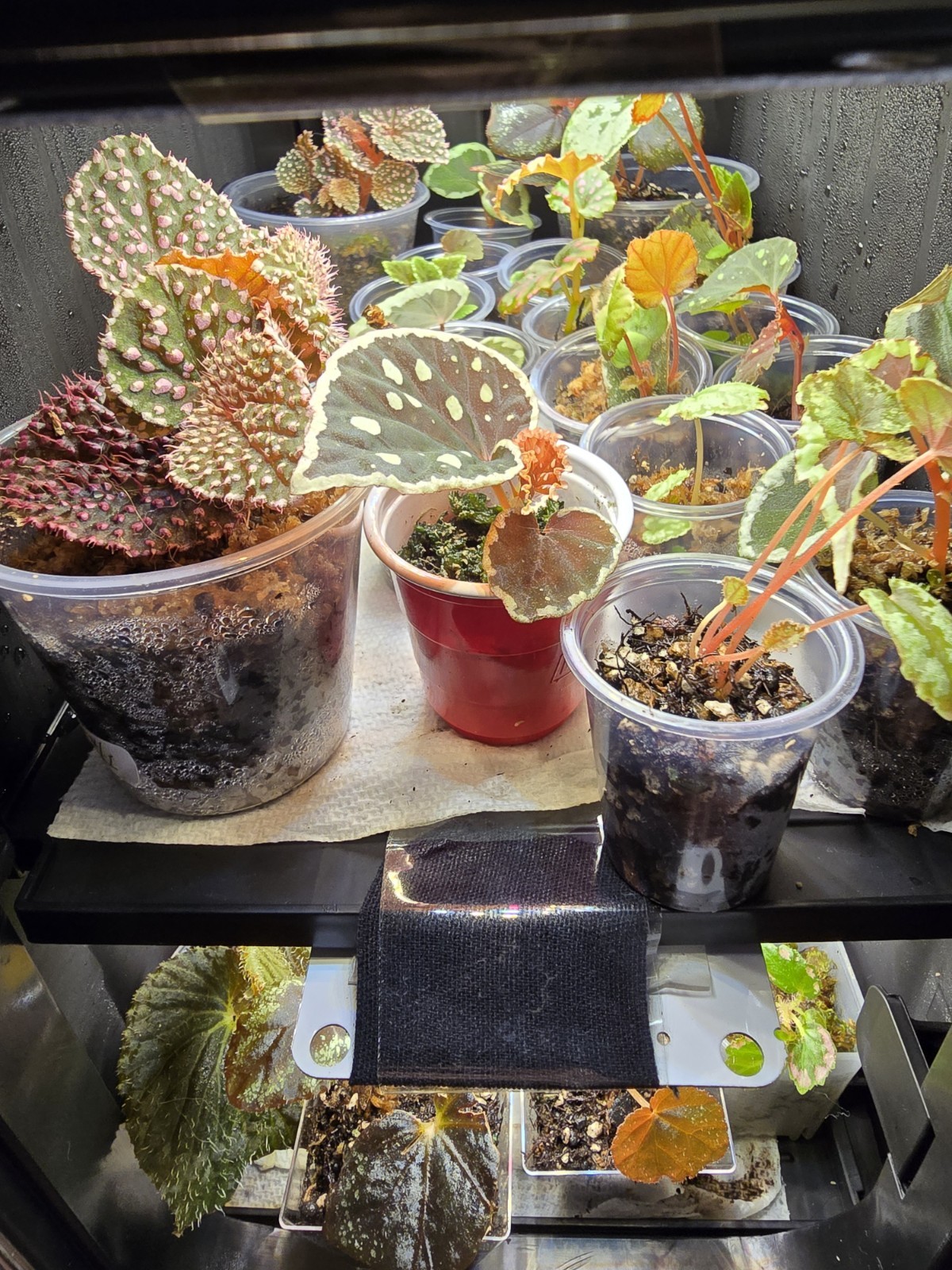 RARE BEGONIA SEEDLING/STARTER PLANTS 5 PLANTS HIGH VALUE!! :)
