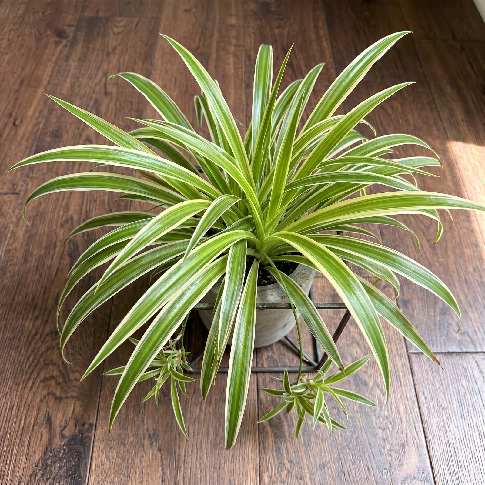 5 Variegated Spider Plant Pup Cuttings – Chlorophytum comosum | Easy Care Live