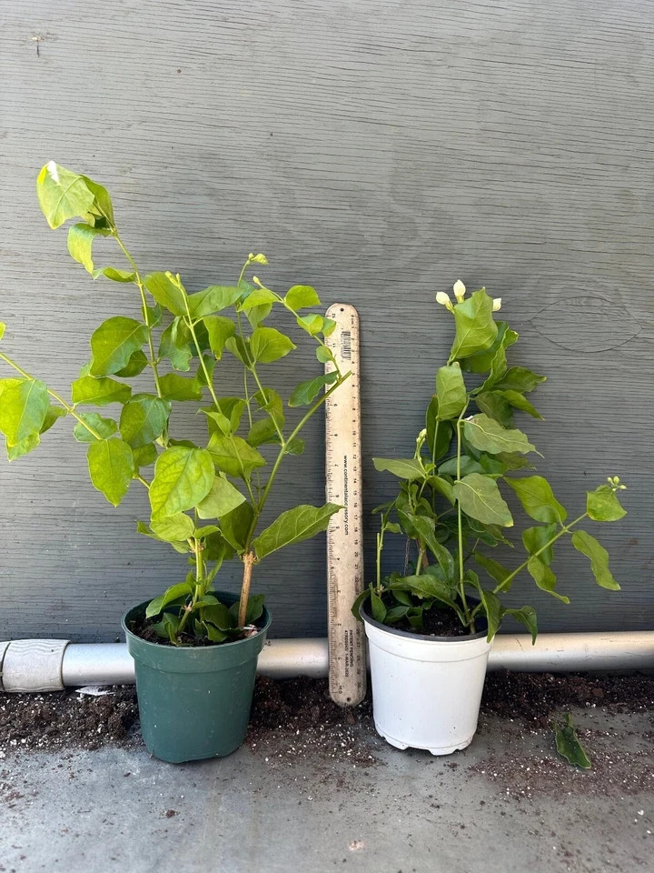 4″ Pot “BELLE OF INDIA JASMINE”~~Jasminum Sambac Double~Intensely Fragrant