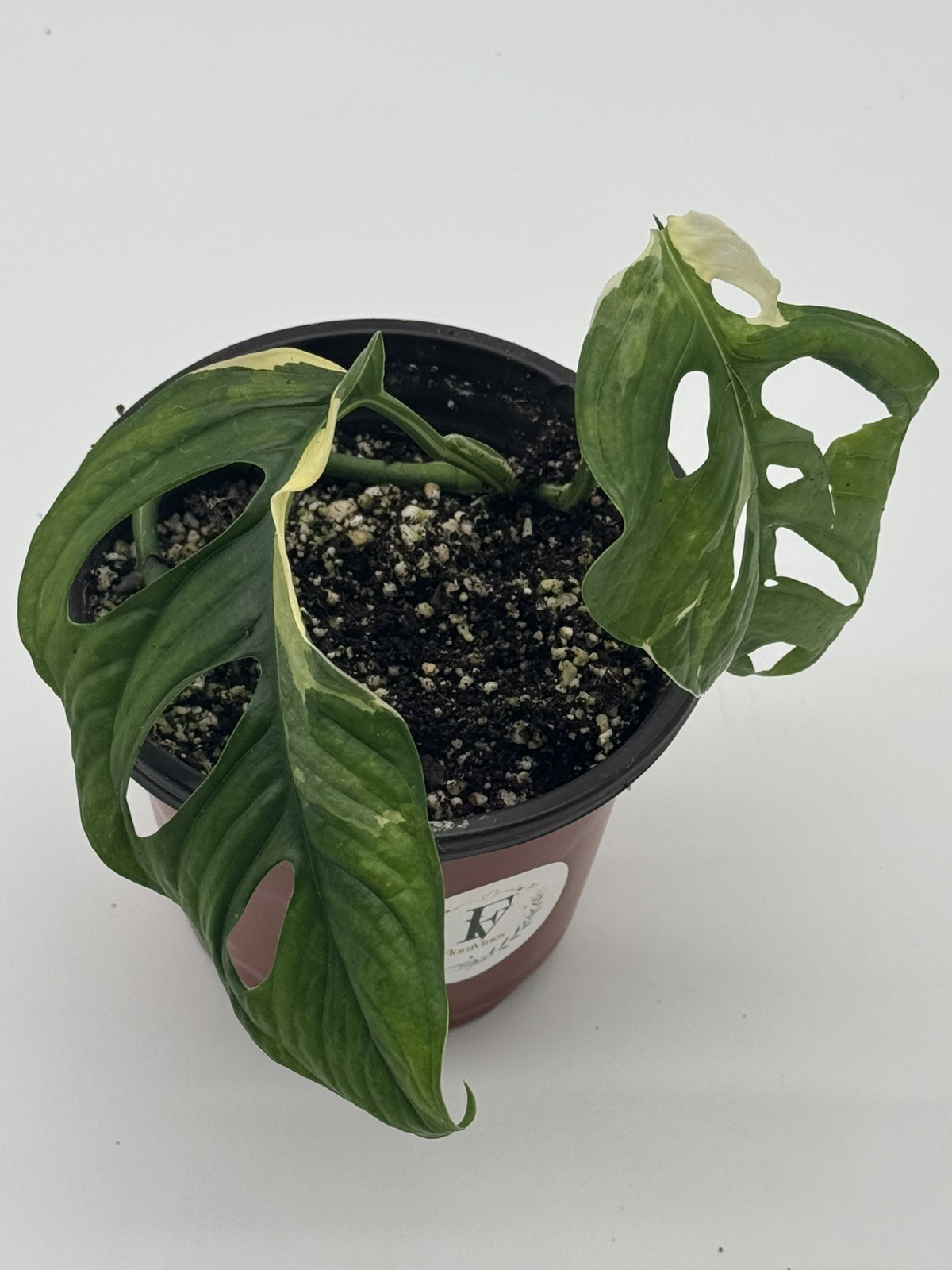 Monstera Adansonii Albo Variegated Live Plant 6″ Pot Rare Swiss Cheese Plant
