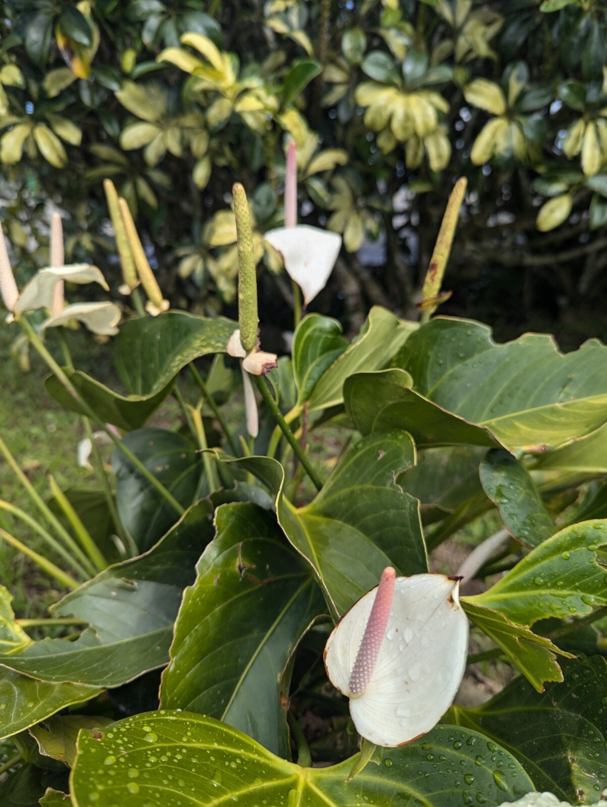 LIVE Bare cut : WHITE Anthurium Exotic Tropical Andraeanum year round flowering