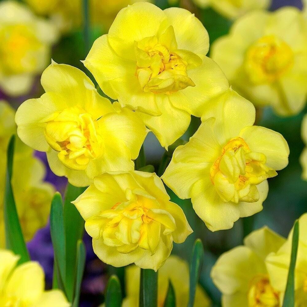 Prechilled – YELLOW CHEERFULNESS Narcissi Daffodil Bulbs 12/14 cm Ready to Plant