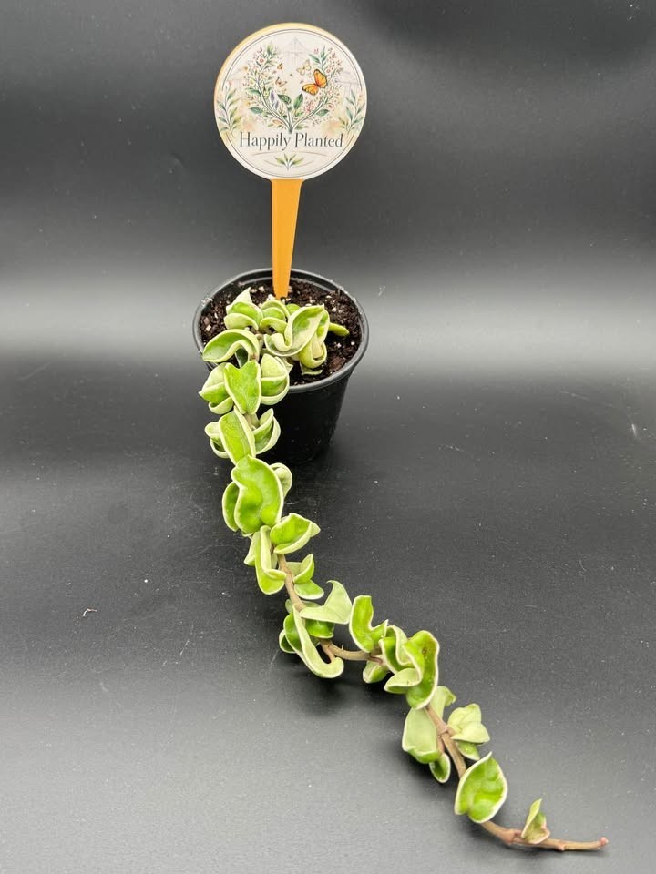 Variegated Hindu Hoya Rope- 4″ Pot Live Plant – Free Shipping