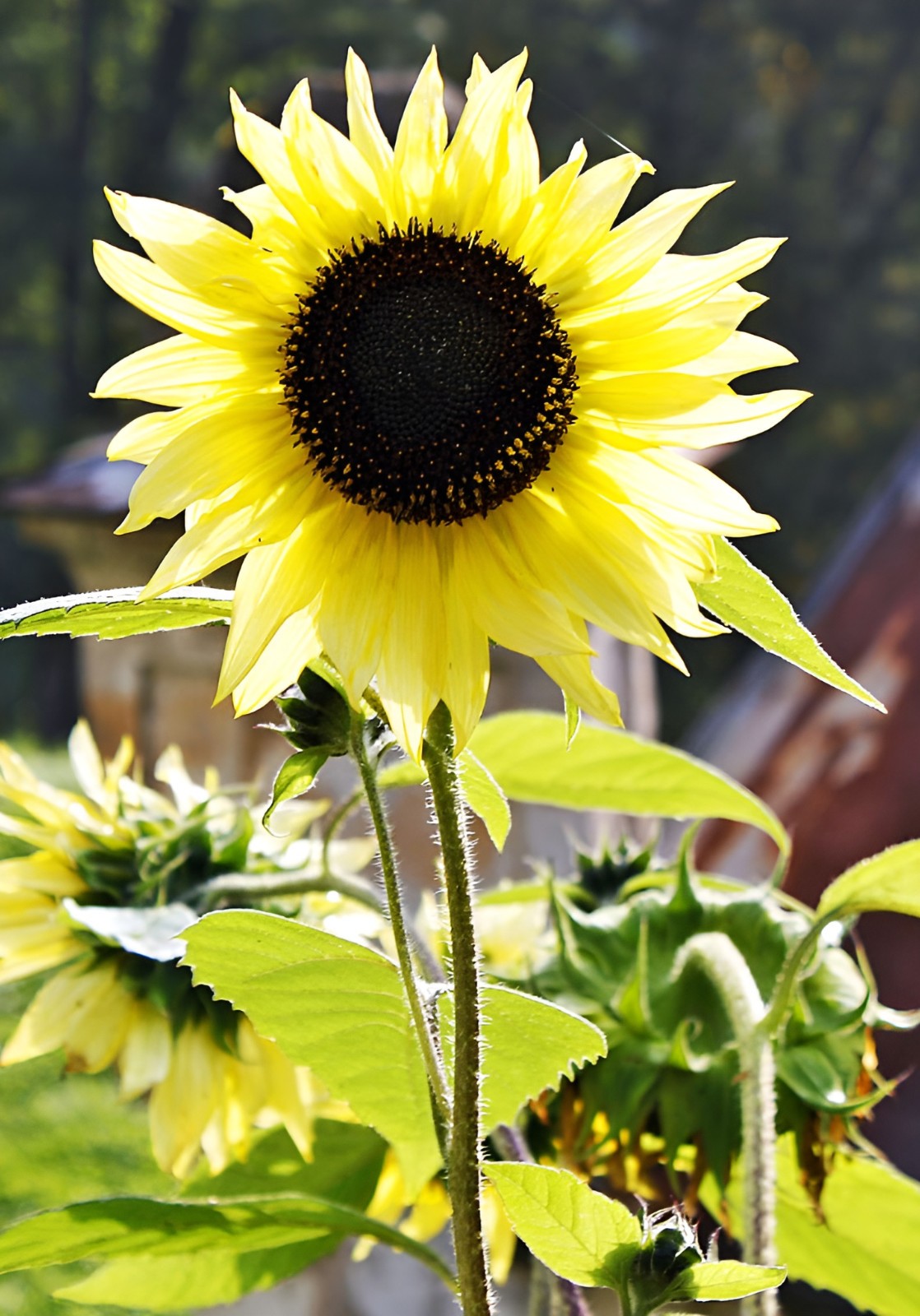 50 Lemon Queen Sunflower Seeds – Beautiful, Heirloom, Stunning Yellow Blooms