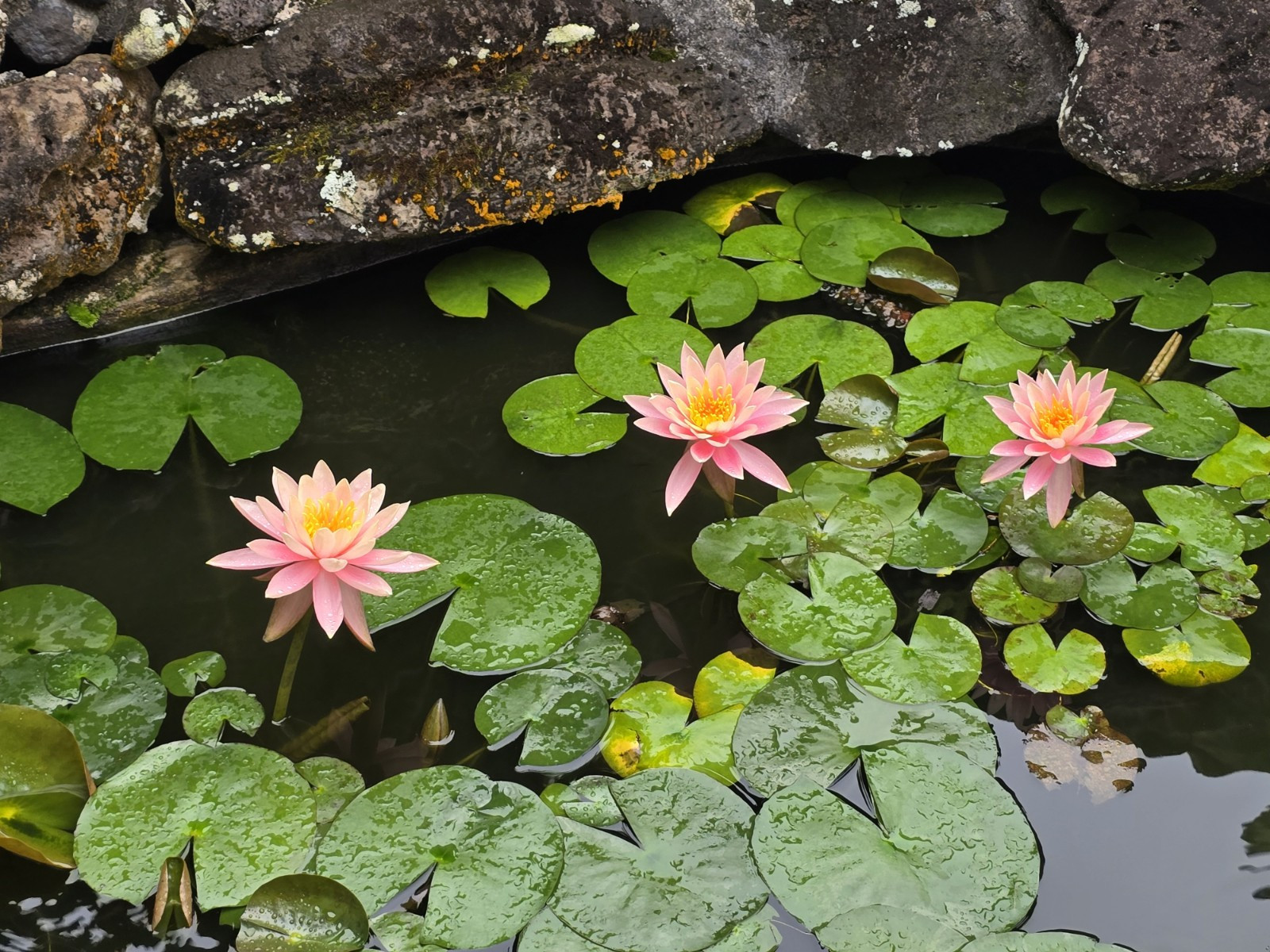 Live Nymphaea Hardy Hawaiian Angelskin Waterlily Aquatic Pond Plant with Rhizome