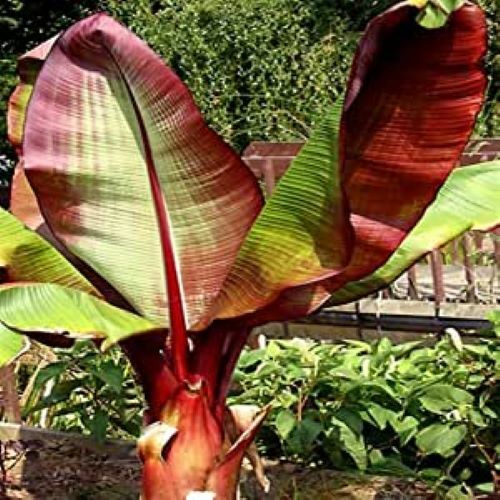 **RED ABYSSINIAN**Ensete Maurelii**AKA False Red Tropical Musa Banana Tree**USA*