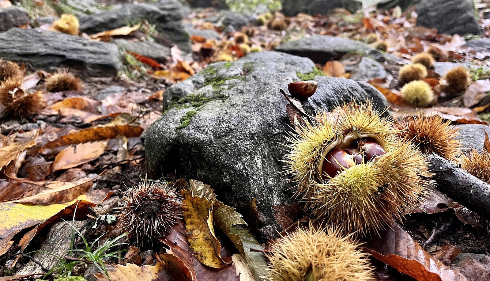 Sweet Chestnut Tree (European x Japanese Hybrid) Seeds – For 2026 Planting