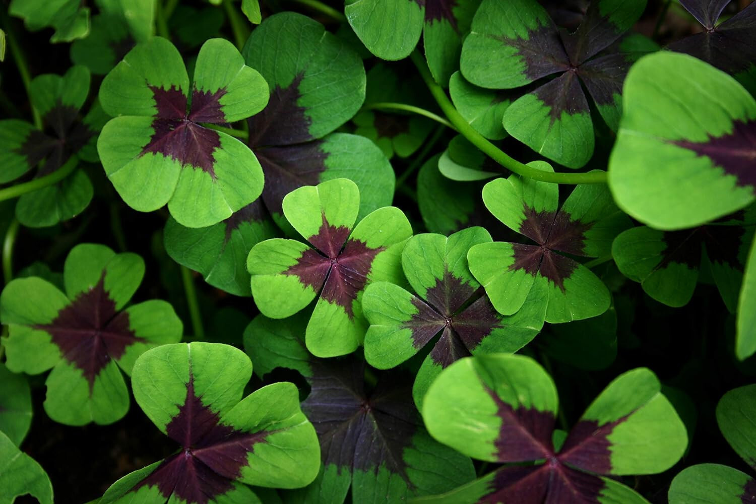 5 Shamrock Iron Cross FOUR LEAF CLOVER bulbs Hardy zones 7-10 or Houseplant