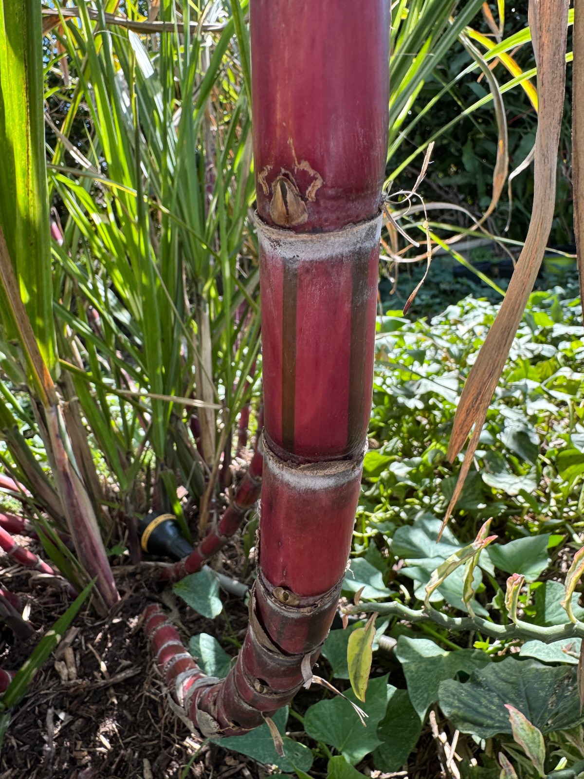 1 Live plant in 4″ Pot rooted, Sugar Cane Red stripe