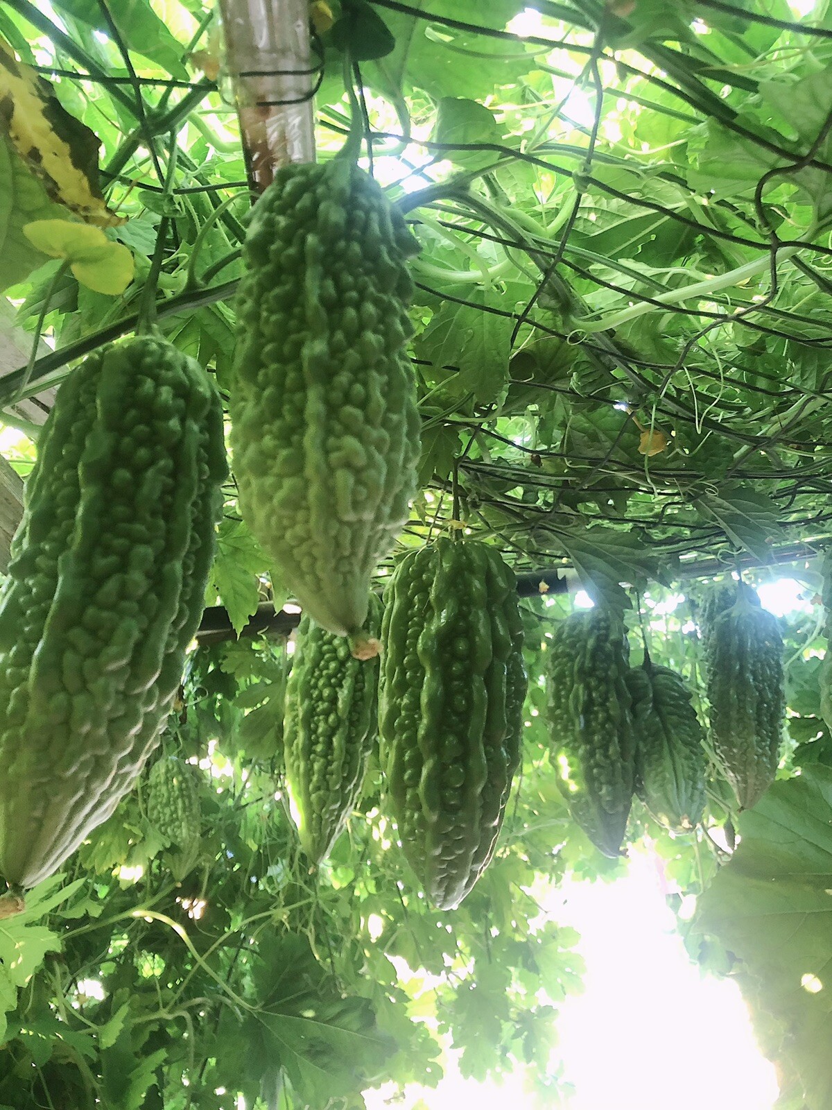 2 Pots BitterMelon Starter Plant 6” Bitter Gourd Ready To Plant Free Shipping