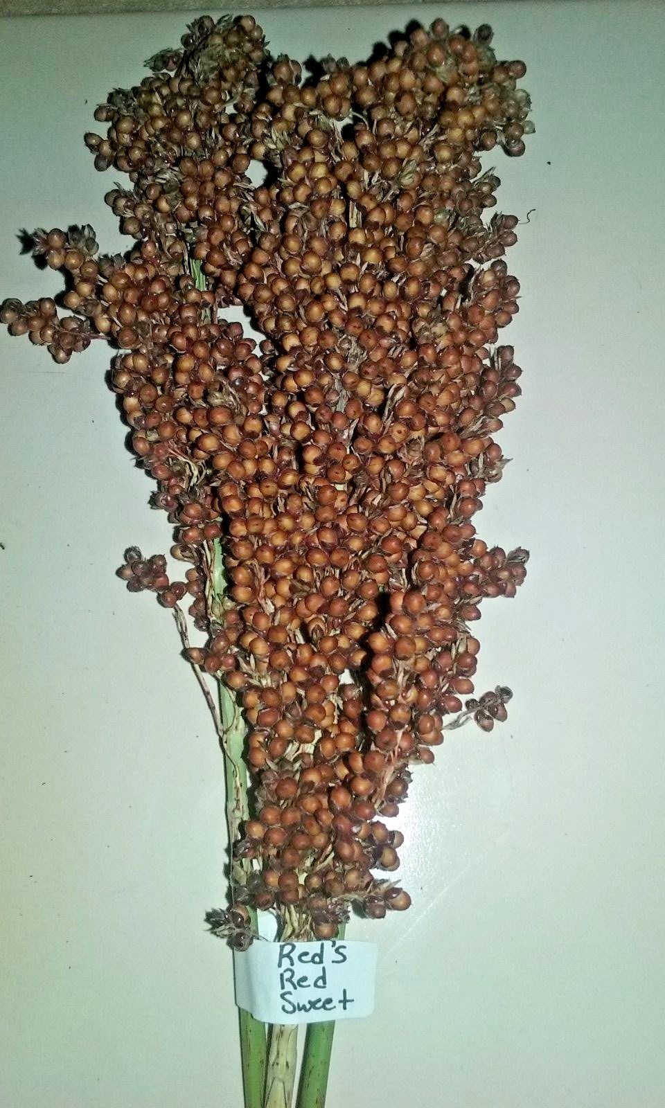 Red’s Red Sweet Sorghum – 30 Seeds – Makes Excellent Sweet Syrup