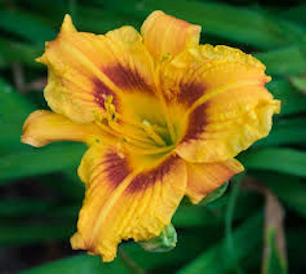 5 Black Eyed Stella Daylily Perennial Bare Root Hemerocallis