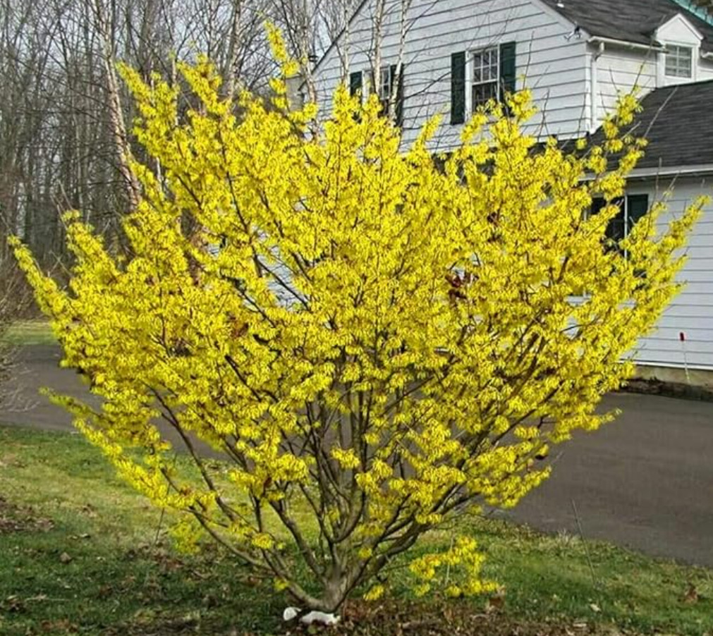 Live Witch Hazel Tree – Quart Pot – AK: Bareroot Oct–May – No Ship to PR, HI