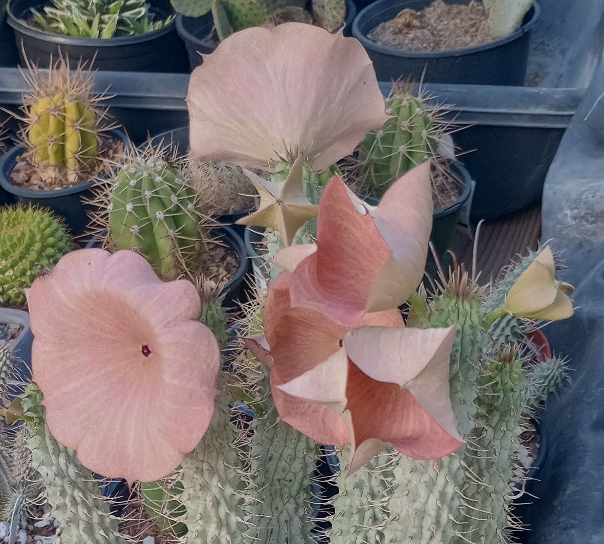 Hoodia gordonii Huge Many Branches Hunger Suppress Beautiful Cactus Imitation XL