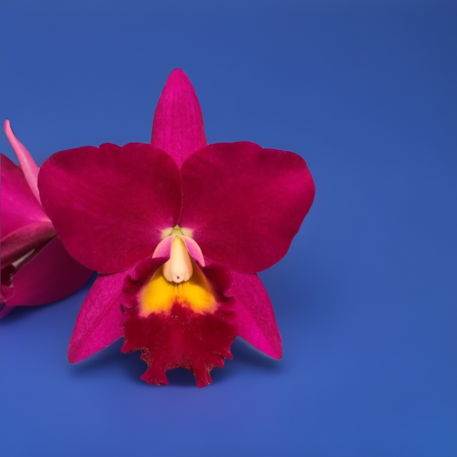 Potinara Jerry Rehfield ‘Paradise Fuchsia’ Red Pink Yellow Purple Orchid 2” Pot