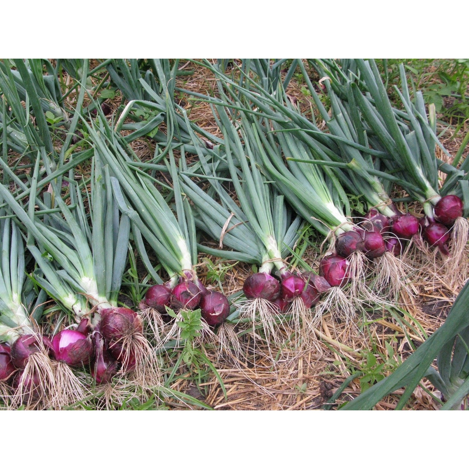 Karmen Red Onion Set Bulbs Organic Non GMO Garden Vegetable – 1 lb