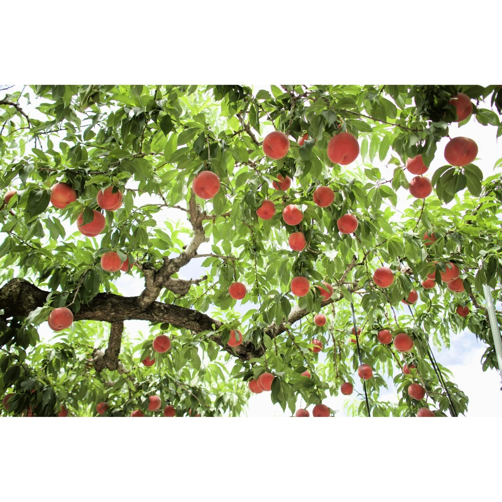 5 Peach Tree Seeds Dwarf Loring NEMAGUARD (Prunus persica) Fast Hardy Fruit #28