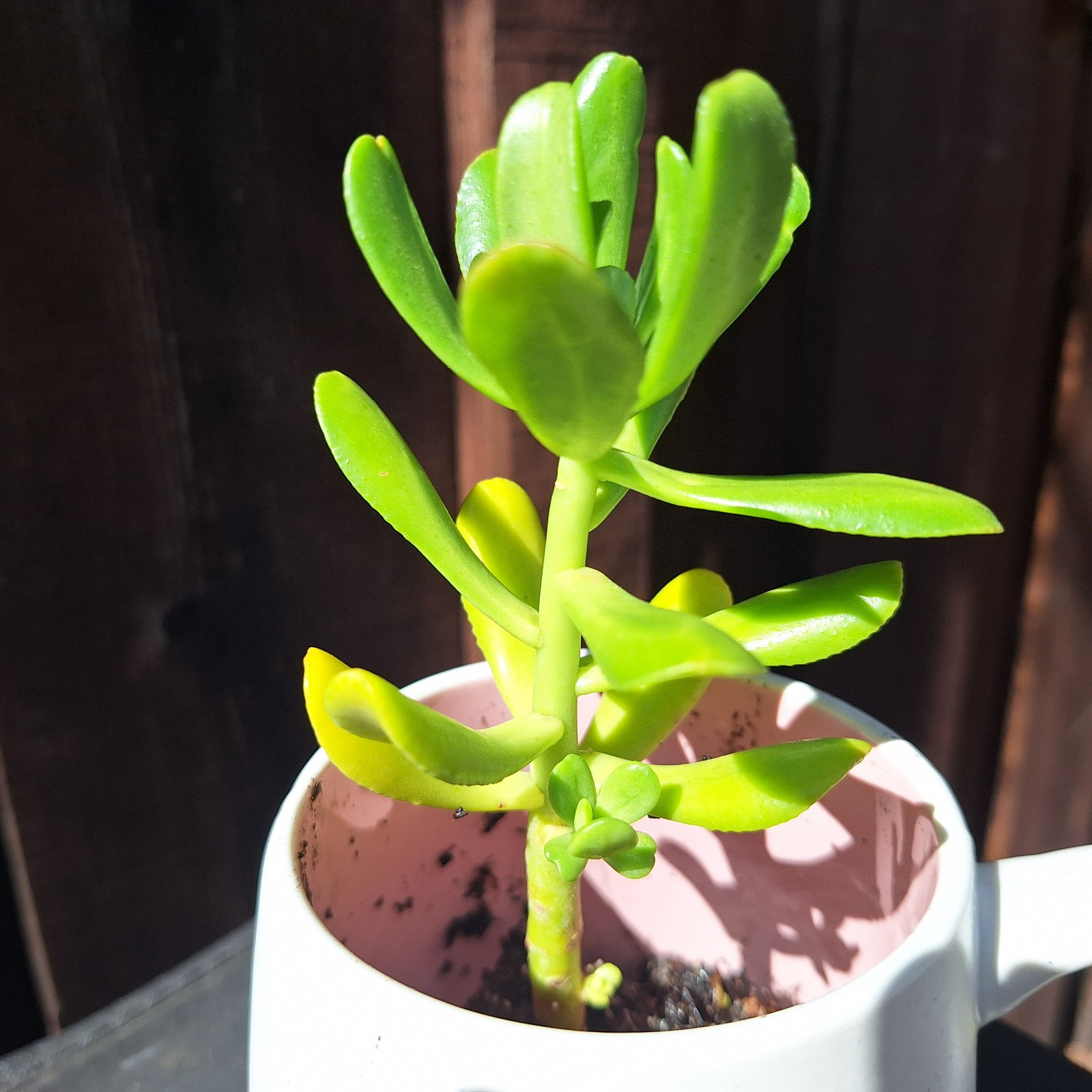 3 Jade/Money/Lucky Plant Succulent Cuttings (3-5 inches) NO POT