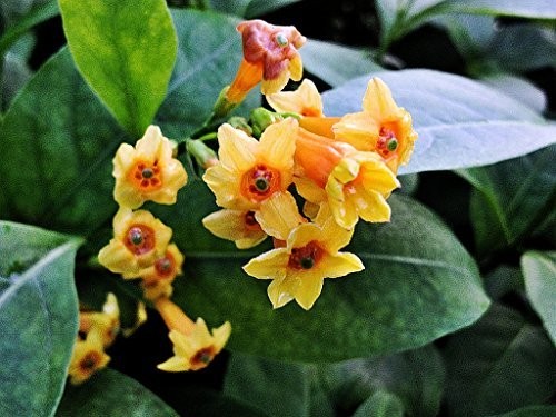 Orange Zest Peel Jasmine Jessamine Tropical Cestrum Plant Orange Flower
