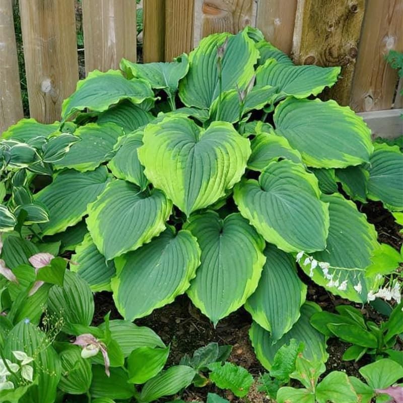 Mix Hosta Seeds-215Pcs Perennial Flower Seeds for Planting in Your Home…