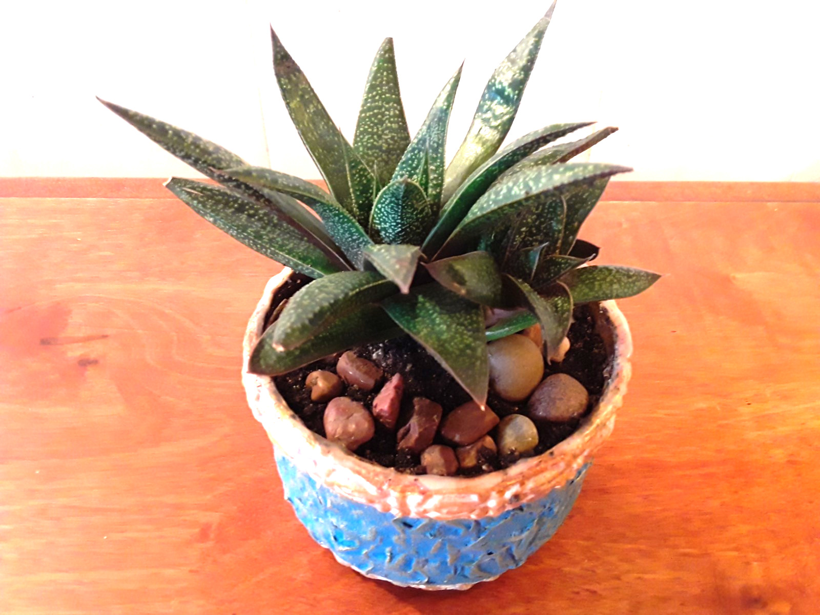 Tiger Aloe Potted Plant in 4″×3″ Crafted Container, Rooted & Healthy Succulent