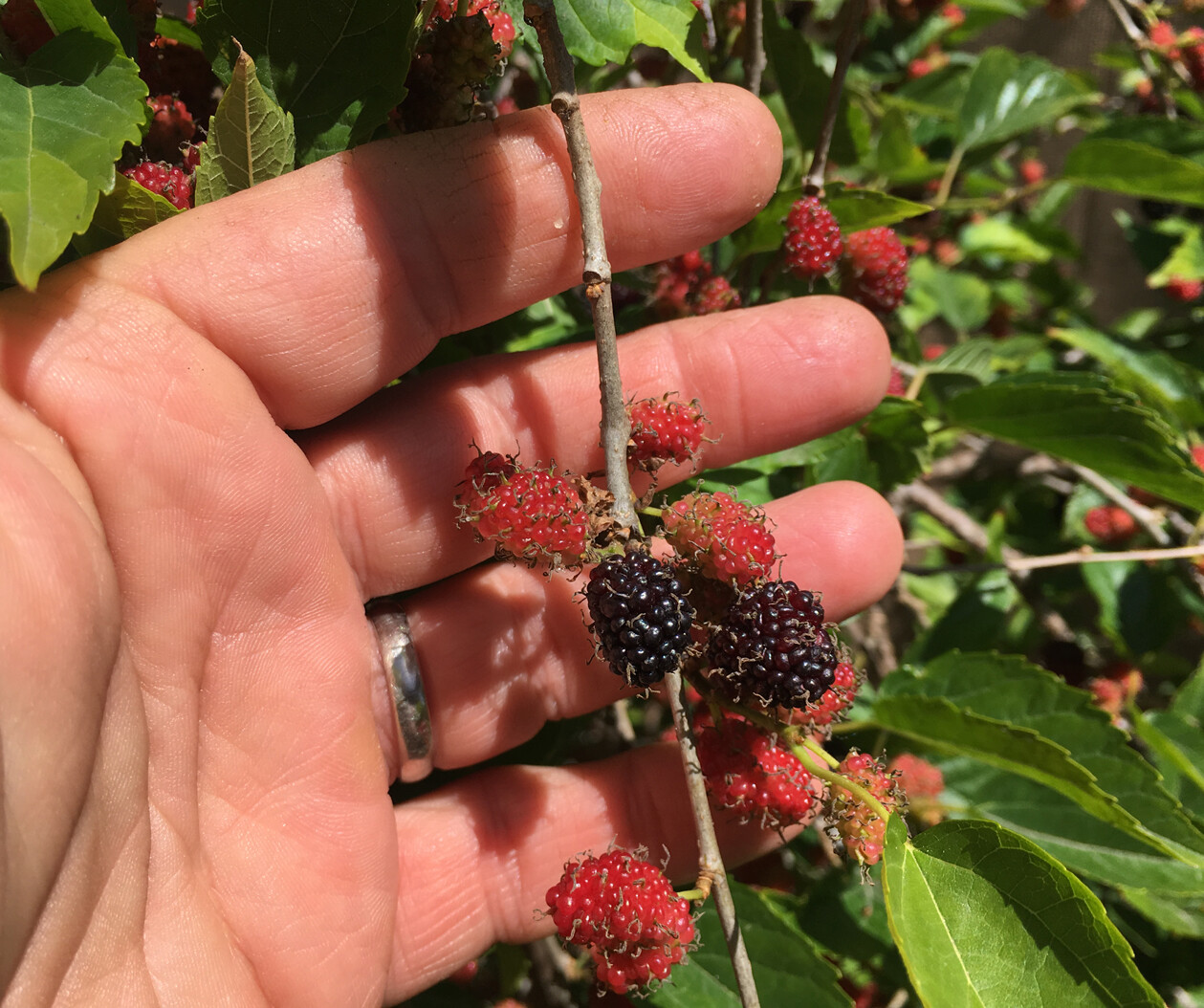 Dwarf Black Mulberry -Morus Nigra – Everbearing Live Plant Fruit