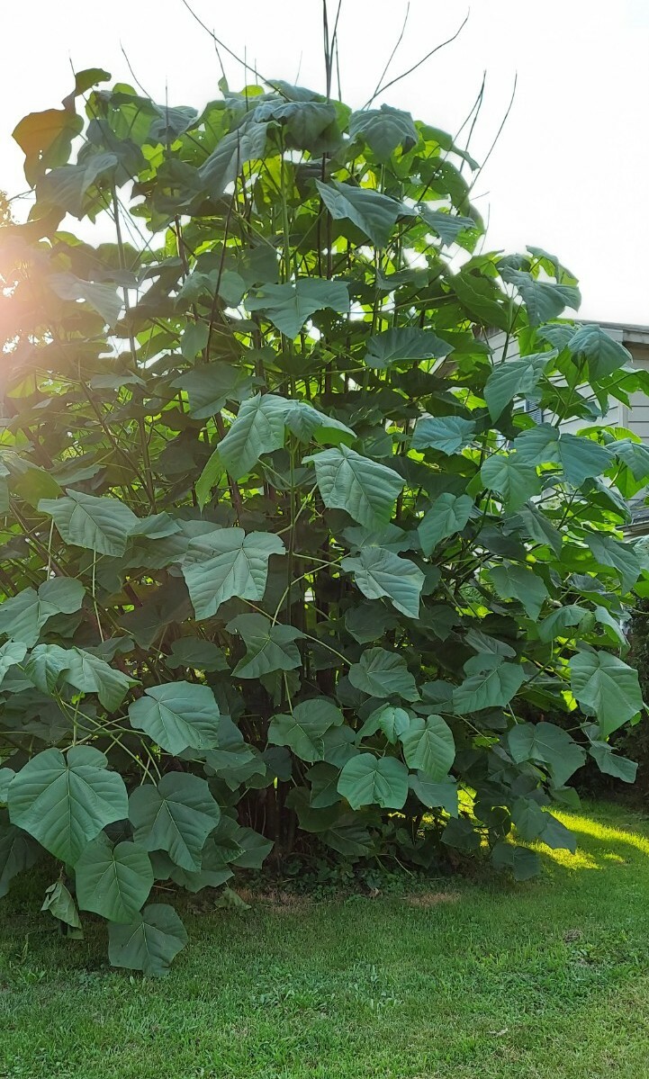 Empress Royal Tree Seeds 1000