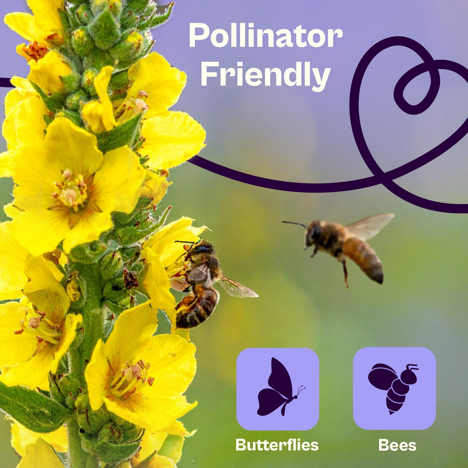 SVI 1200 Mullein Seeds for Planting (Verbascum thapsus) – Great Yellow