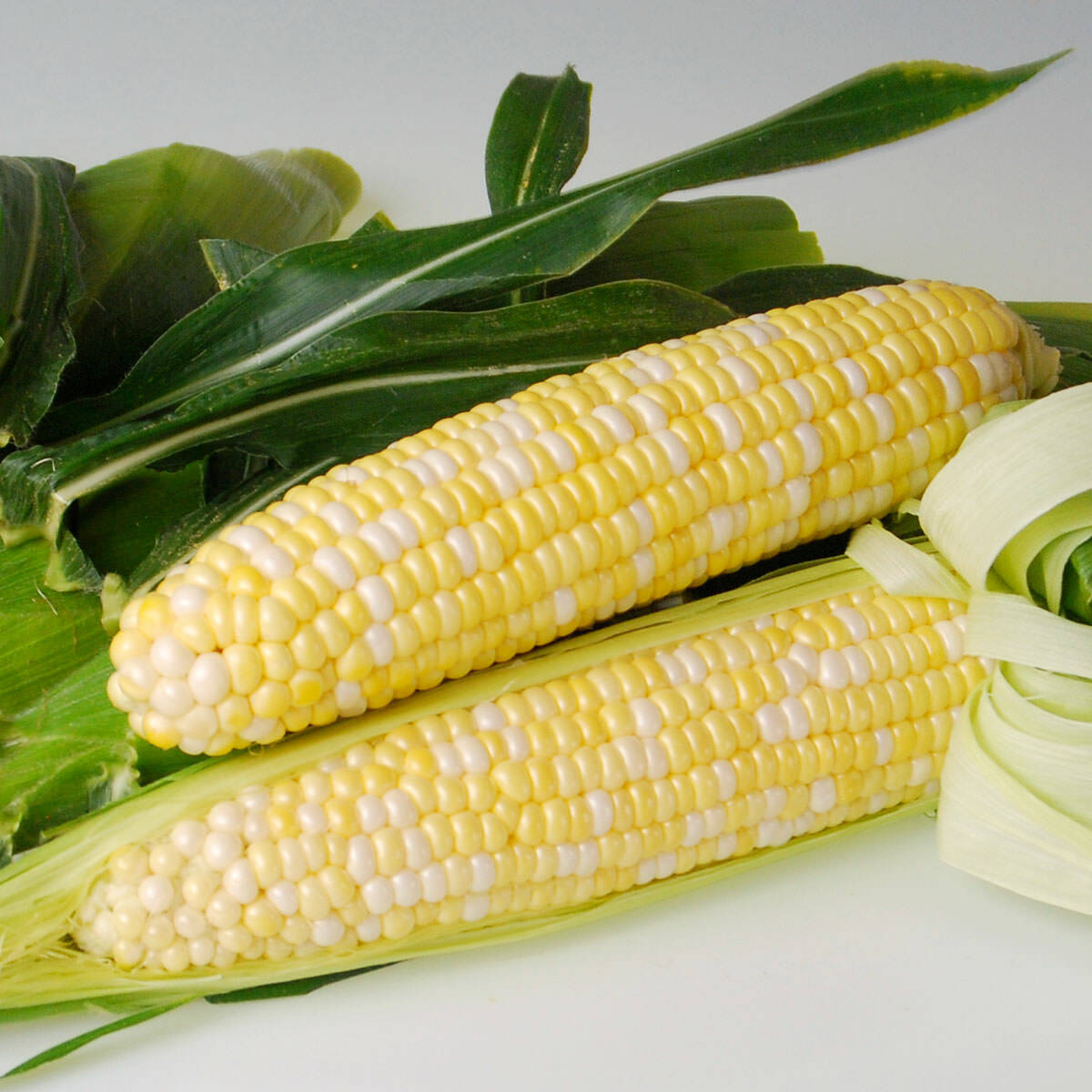 BI-LICIOUS SWEET CORN 100 SEEDS WHITE AND YELLOW CORN HYBRID