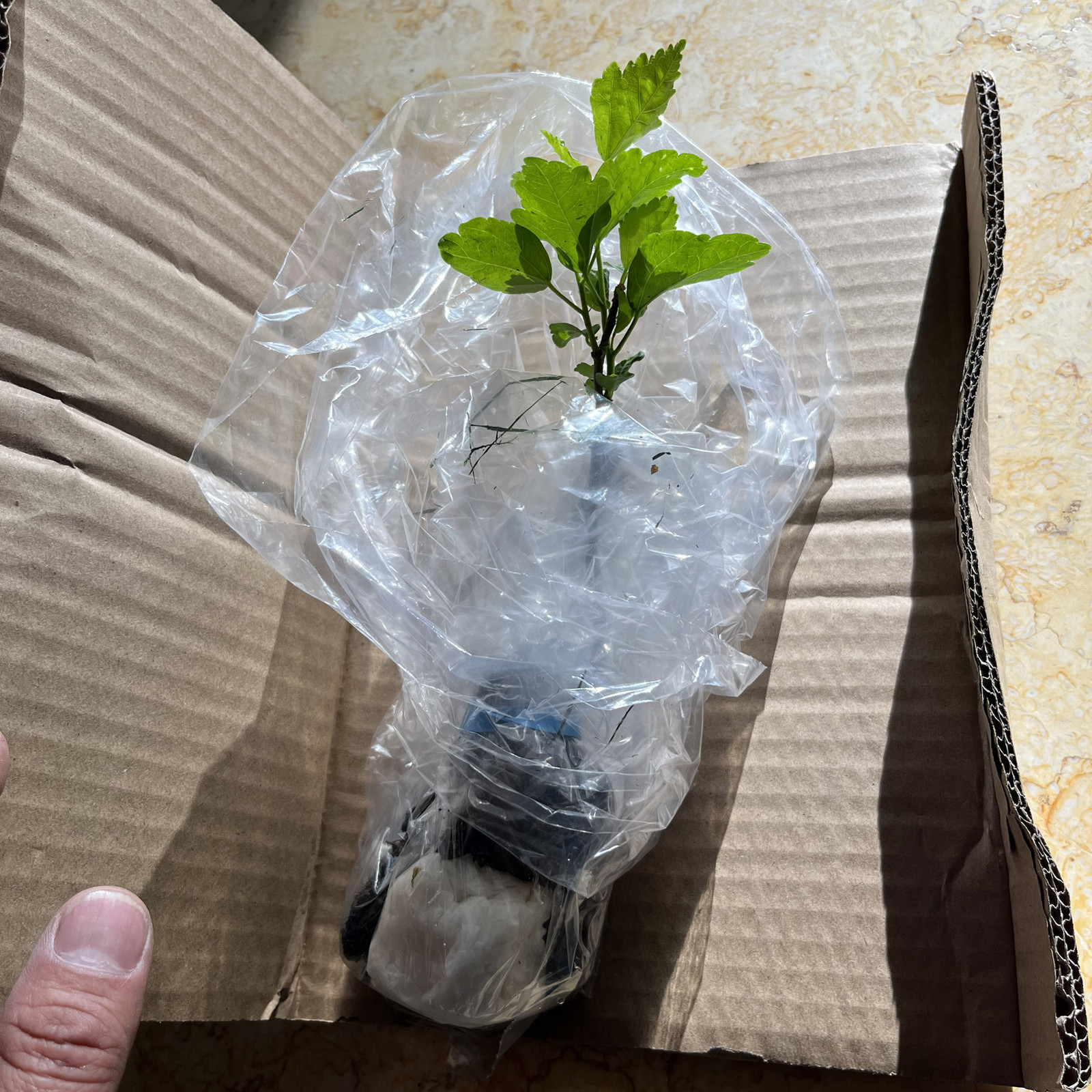 Hibiscus Live Plant w/ Roots Transplant Starter Bush HIBISCUS-30″ Tall 1PK
