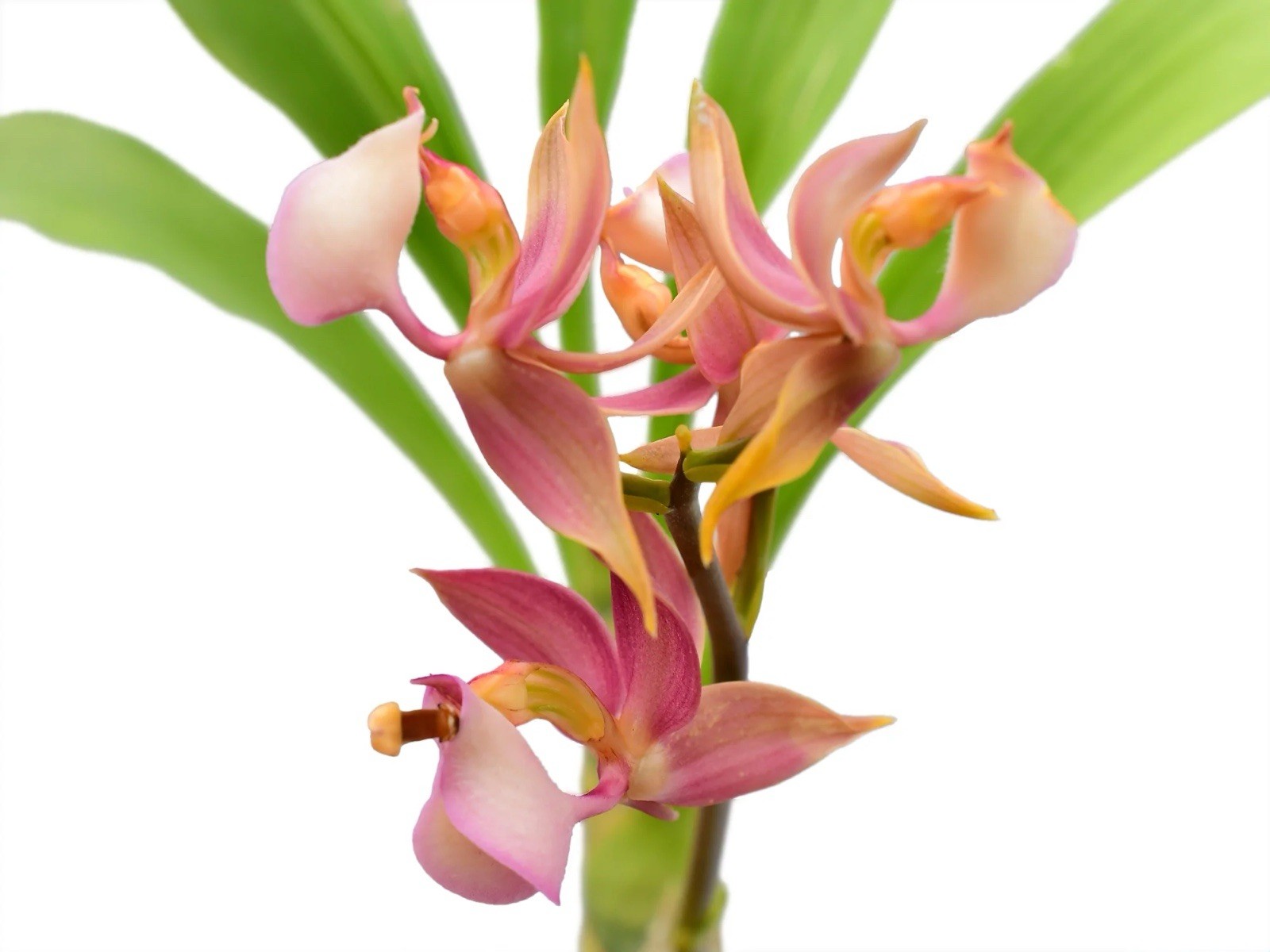 Mormodes rosea Fragrant Pink Bloom Size Orchid Species 4.5” Pot One New Growth