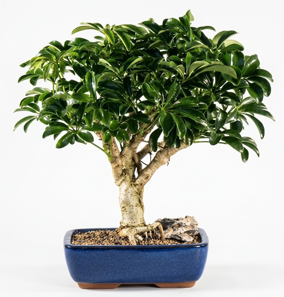 Live 15 Yr Old Hawaiian Umbrella Bonsai Tree Schefflera Luseanne Large 16″H