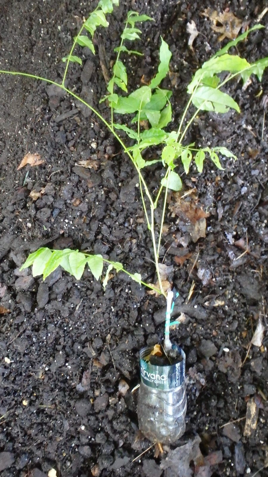 Wisteria floribunda Anwen 8-10 inches tall, grafted plant, New Variety
