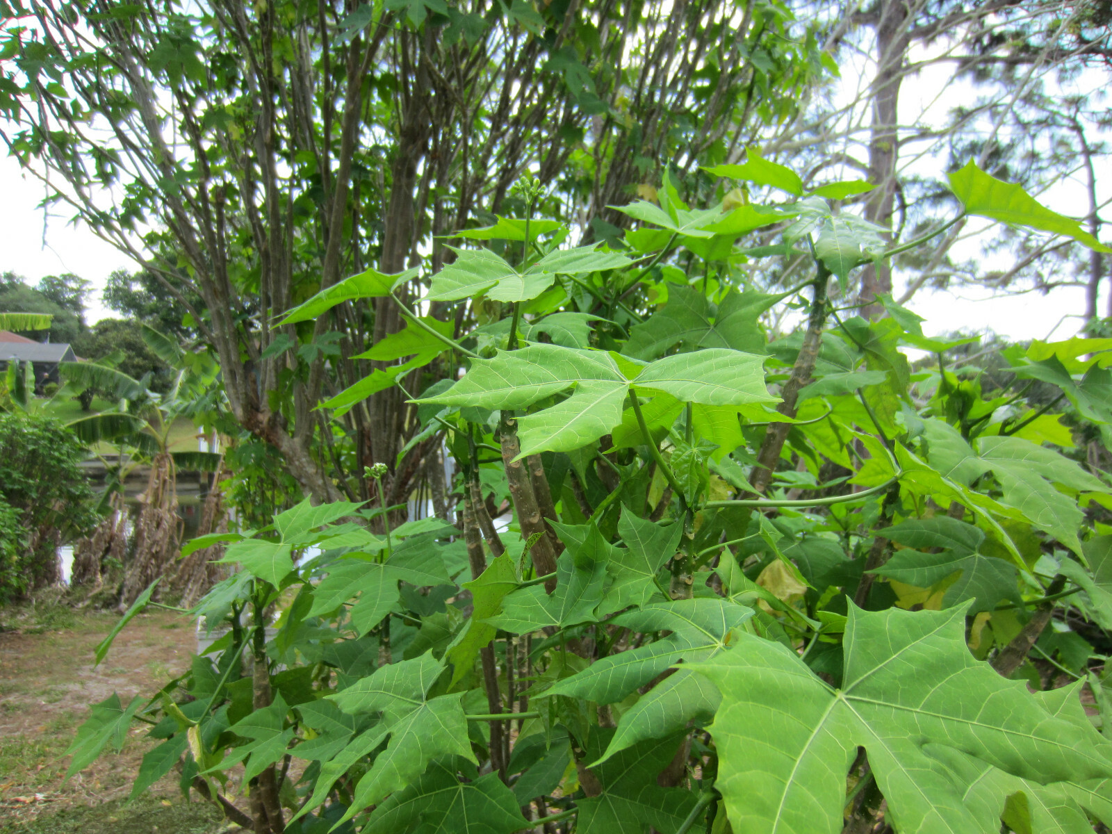 4 Chaya cuttings (8-10 inches) organic Spinach Tree from Southwest Florida