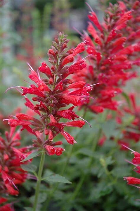 100 Hyssop Seeds Agastache Perennial Flower Seed Flowers US SELLER “Red”