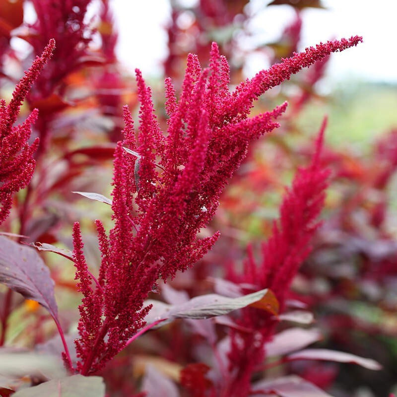 500 AMARANTH “RED GARNET” SEEDS FRESH HARVEST FOR YOUR GARDEN COLORFUL